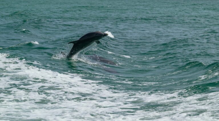 Navegar con delfines por las Rías Baixas es asombroso