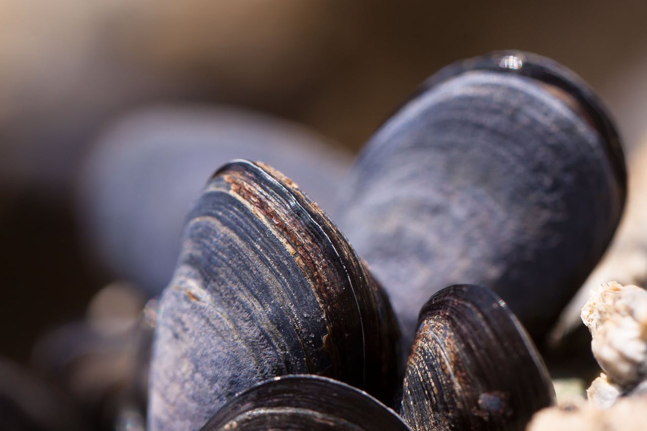 Una de las grandes curiosidades sobre los mejillones es que pueden filtrar hasta 8 litros de agua por hora