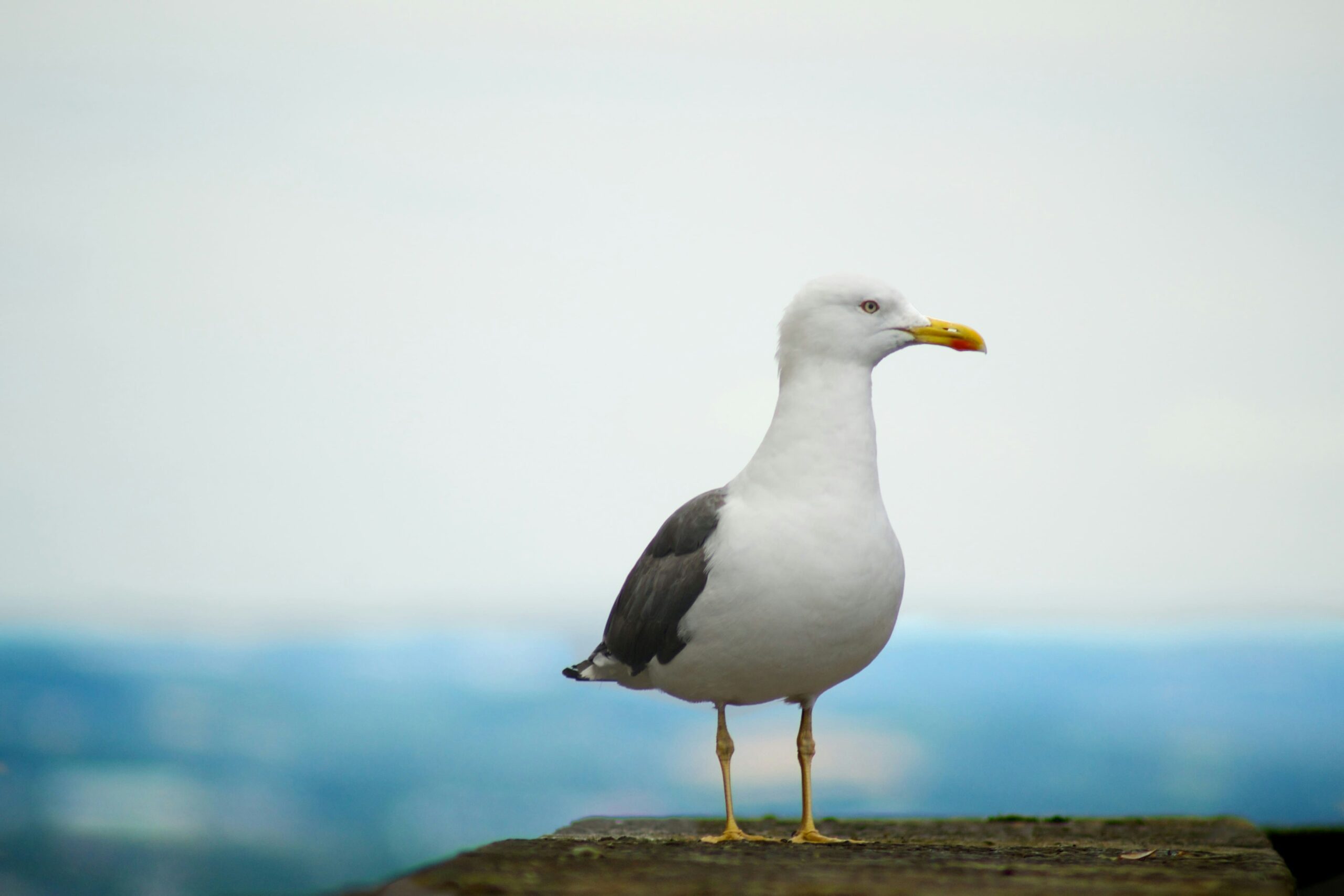 Rías Baixas gaviota horizonte