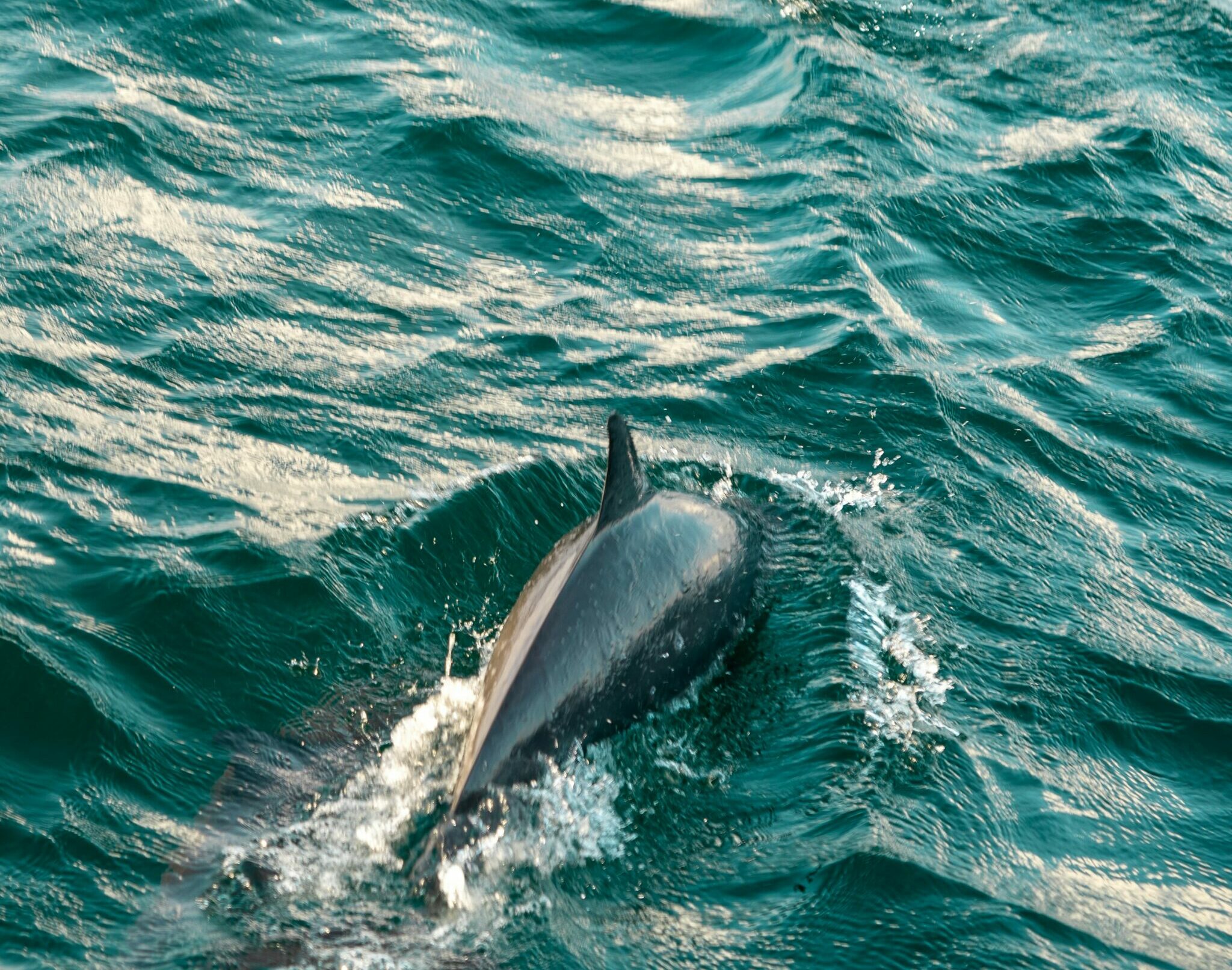 Vista de un delfín nadando en una ría