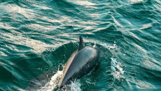 Vista de un delfín nadando en una ría